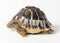 Small tortoise (turtle)