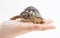 Small tortoise (turtle) in hand