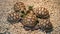 Small tortoises on pet market. From above little tortoises being kept in captivity on Chatuchak pets Market in Bangkok, Thailand