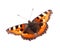 Small Tortoiseshell