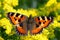 Small tortoiseshell, Aglais urticae