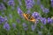 Small tortoiseshell - Aglais urticae - butterfly on violet lavender