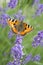 Small tortoiseshell - Aglais urticae - butterfly on violet lavender