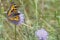 The small tortoiseshell (Aglais urticae) is a colourful Eurasian butterfly