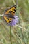 The small tortoiseshell (Aglais urticae) is a colourful Eurasian butterfly