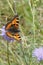 The small tortoiseshell (Aglais urticae) is a colourful Eurasian butterfly