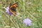 The small tortoiseshell (Aglais urticae) is a colourful Eurasian butterfly