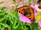 The small tortoiseshell Aglais urticae is a colourful Eurasian butterfly in the family Nymphalidae