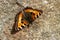 The small tortoiseshell Aglais urticae is a colourful Eurasian butterfly in the family Nymphalidae