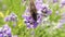 Small tortoiseshell, aglais urticae, on lavender