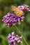 Small tortoiseshell or Aglais urticae on Verbena