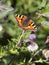 Small tortoiseshell butterfly