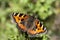 Small Tortoiseshell butterfly