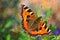 Small Tortoiseshell Butterfly