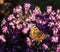 Small Tortoiseshell butterfly aglais urtica on winter heather.