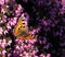 Small Tortoiseshell butterfly aglais urtica on winter heather.