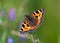 Small Tortoiseshell butterfly (Aglais urticae)