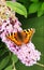 Small tortoiseshell butterfly  Aglais urticae 