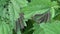 Small Tortoiseshell Butterfly - Aglais urticae Caterpillar on Nettle