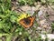 The small tortoiseshell butterfly Aglais urticae or Kleiner Fuchs Schmetterling, Innerthal