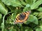 The small tortoiseshell butterfly Aglais urticae or Kleiner Fuchs Schmetterling, Innerthal