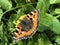 The small tortoiseshell butterfly Aglais urticae or Kleiner Fuchs Schmetterling, Innerthal