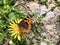 The small tortoiseshell butterfly Aglais urticae or Kleiner Fuchs Schmetterling, Innerthal