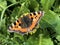 The small tortoiseshell butterfly Aglais urticae or Kleiner Fuchs Schmetterling, Innerthal