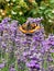 Small Tortoiseshell Butterfly, Aglais Urticae, On Lavender Plant