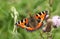 A Small Tortoiseshell Butterfly, Aglais urticae, nectaring on a thistle flower.