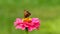 Small tortoiseshell butterfly Aglais urticae  on pink zinnia flower, stock video