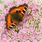 Small tortoiseshell butterfly or Aglais urticae on Sedum flowers