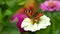 Small tortoiseshell butterfly - Aglais urticae on white zinnia flower in the garden