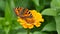 Small tortoiseshell butterfly - Aglais urticae on zinnia flower in the garden