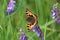 Small tortoiseshell butterfly at a blue flower and a green background