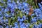 A small tortoiseshell butterfly on blue wood squills