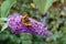 Small Tortoiseshell butterfly on Buddleia flower
