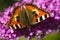 Small tortoiseshell on butterfly bush