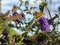 Small Tortoiseshell Butterfly  feeding on buddleia flowers