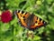 Small tortoiseshell butterfly on a garden plant