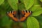 Small tortoiseshell butterfly on a green leaf