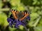 Small tortoiseshell butterfly on a heliotrope flower