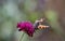 Small Tortoiseshell Butterfly on Knautia Macedonica Flower