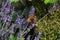 Small Tortoiseshell Butterfly On Lavender