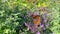 The Small Tortoiseshell Butterfly on lilac Nepeta cataria flowers aka catnip on a beautiful sunny day. Closeup video Catnip flower