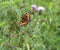 Small tortoiseshell butterfly perched among nettles and thistles