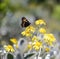 Small Tortoiseshell butterfly perched on a yellow daisy bush flower