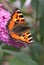 Small Tortoiseshell butterfly at a pink flower, Netherlands