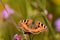 Small tortoiseshell butterfly on purple verbena