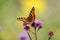 Small tortoiseshell butterfly on purple verbena